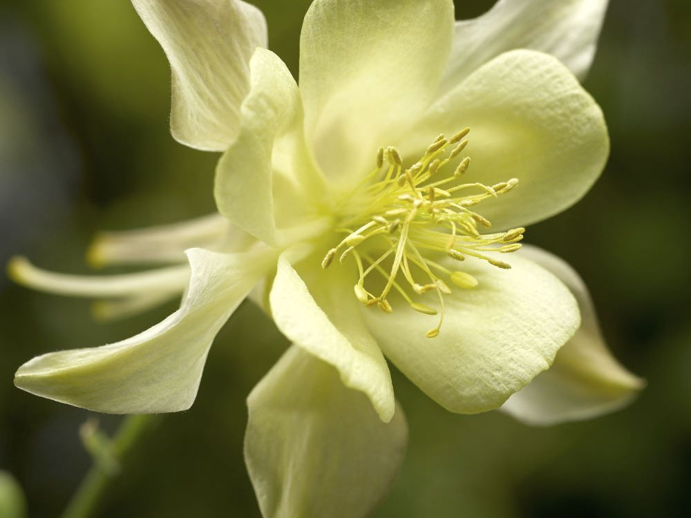 Kirigami™ Yellow Columbine (Aquilegia 'Kirigami Yellow') - 1 gallon