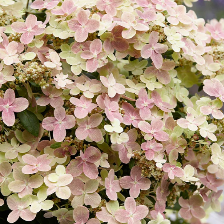Hydrangea Early Evolution (Hydrangea 'P Early Evolution') - 3 gallon