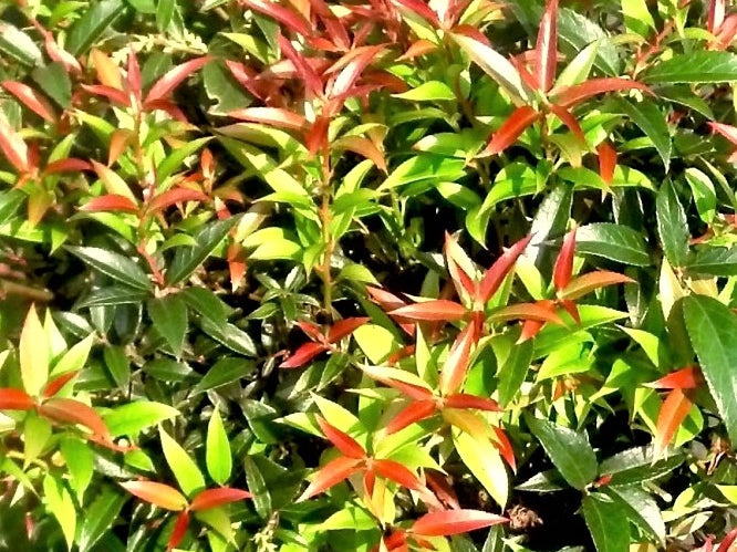 Leocothoe Rejoyce (Leucothoe rejoyce) - 2 gallon 12"