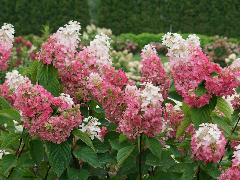 Pinky Winky Prime® Panicle Hydrangea (Hydrangea 'P Pinky Winky Prime') - 3 gallon