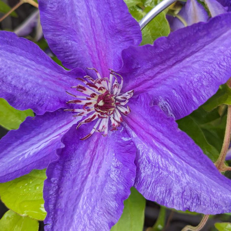 Lindsay™ Clematis (Clematis lindsay) - 1 gallon