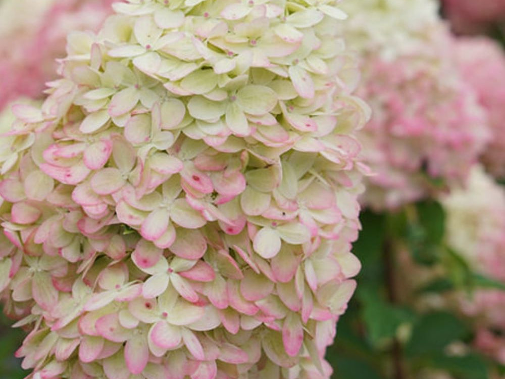 Limelight Prime® Panicle Hydrangea (Hydrangea 'P Limelight Prime') - 3 gallon 12" HEAD