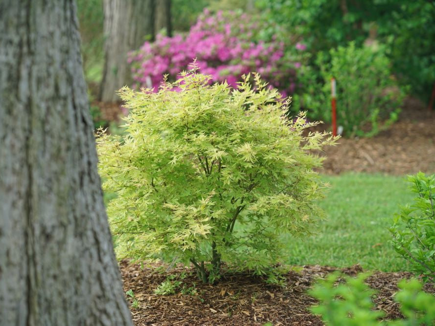 Metamorphosa® Japanese Maple (Acer palmatum 'Metamorphosa') - 3 gallon