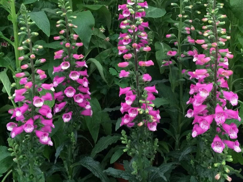 Lucas Foxglove (Digitalis lucas 'Pink') - 1 gallon