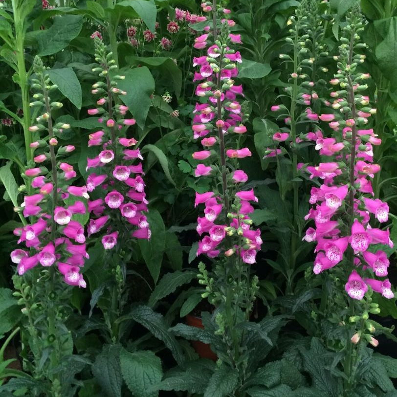 Lucas Foxglove (Digitalis lucas 'Pink') - 1 gallon
