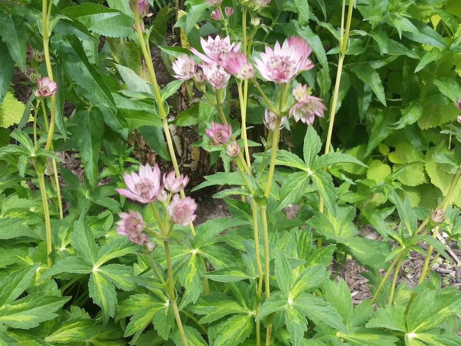 Masterpiece Masterwort (Astrantia major ‘Masterpiece’) - 1 gallon