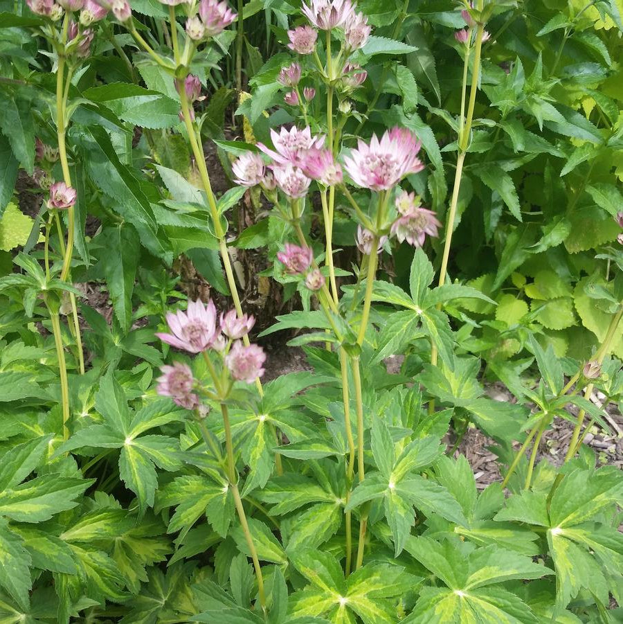 Masterpiece Masterwort (Astrantia major ‘Masterpiece’) - 1 gallon