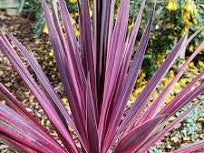Paso Doble Cordyline (Cordyline paso 'Doble') - 1 gallon