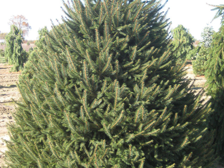 Norway Spruce (Picea abies) - 1 gallon 12"