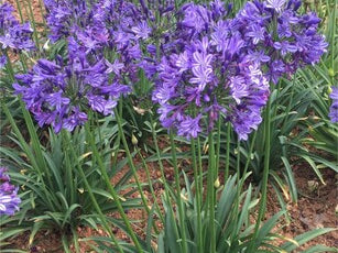 Poppin' Star Lily of the Nile (Agapanthus 'Poppin' Star') - 1 gallon