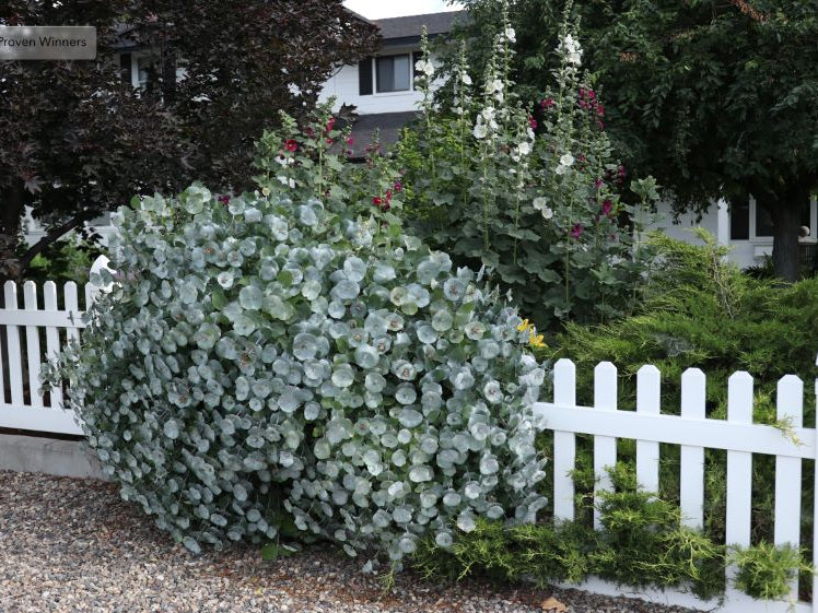 Kintzley's Ghost® Honeysuckle (Lonicera reticulata Kintzley's Ghost) - 3 gallon