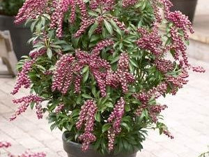 Pieris jap. Passion Party™ 'Passion' (Passion Party Passion Andromeda) - 3 gallon 12"
