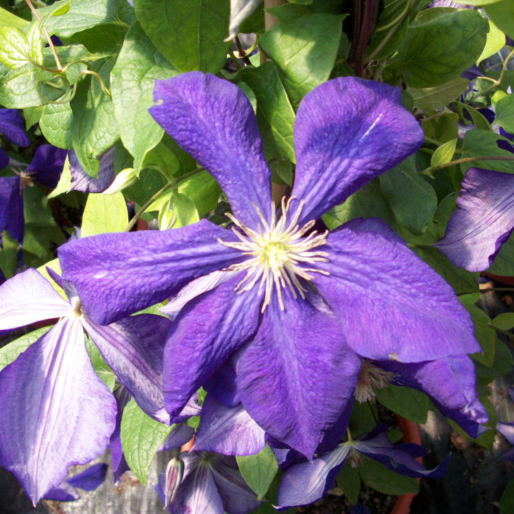 Jackmanii Clematis (Clematis jackmanii 'Jackmanii') - QT