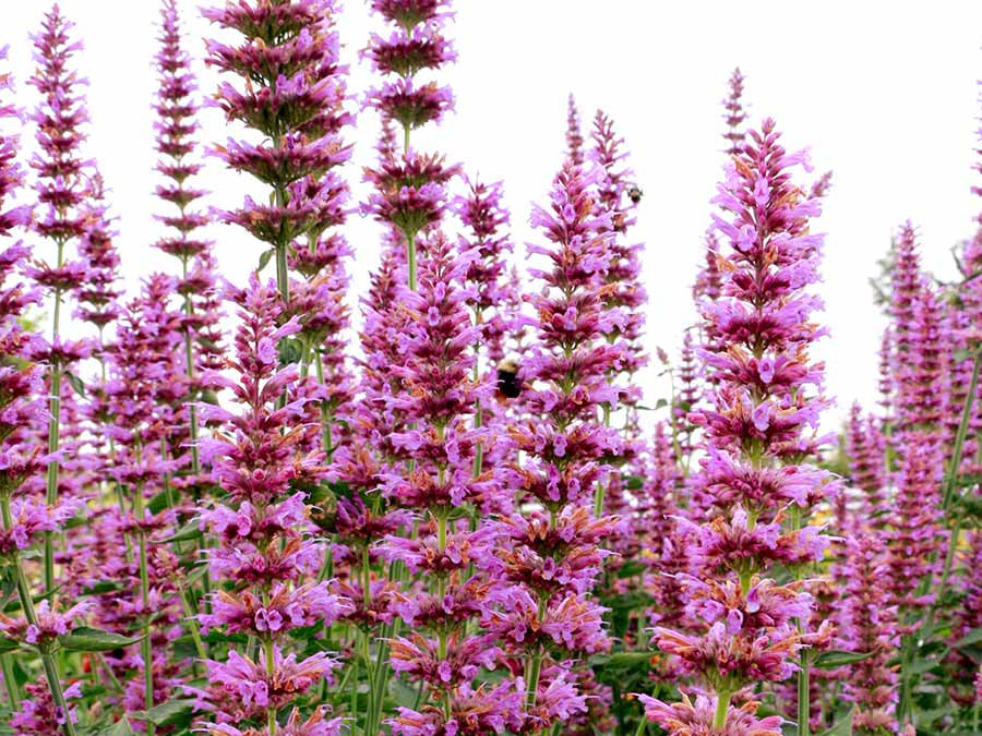 Prince’s Plume Agastache (Agastache ‘Prince’s Plume’) - 1 gallon