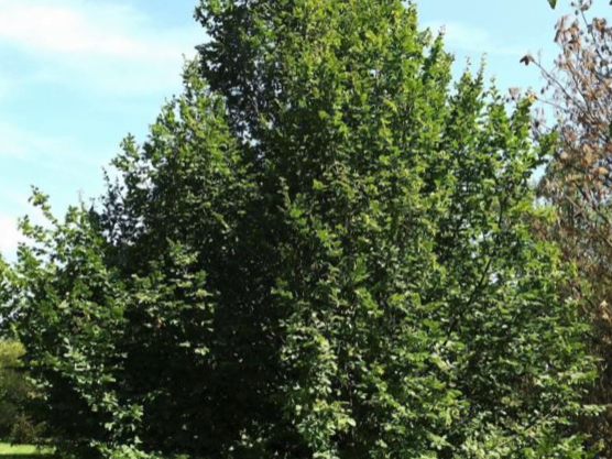 Pinocchio European Hornbeam (Carpinus betulus 'Pinocchio') - 3 gallon 48" TREE