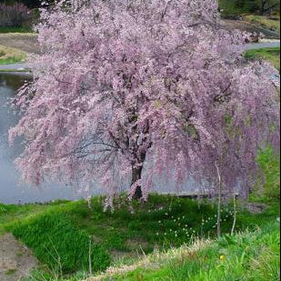 Pink Snow Showers Weeping Cherry (Prunus x 'Pinsnshzam') - 2 gallon UMB