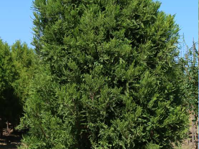 Lindsey's Skyward™ Bald Cypress (Taxodium distichum 'Lindseys Skyward') - 3 gallon