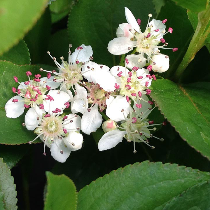 Low Scape Mound® Chokeberry (Aronia 'Low Scape Mound') - QT
