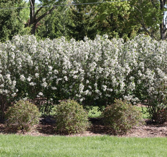 Low Scape Snowfire® Chokeberry (Aronia melanocarpa ‘Snowfire’) - QT