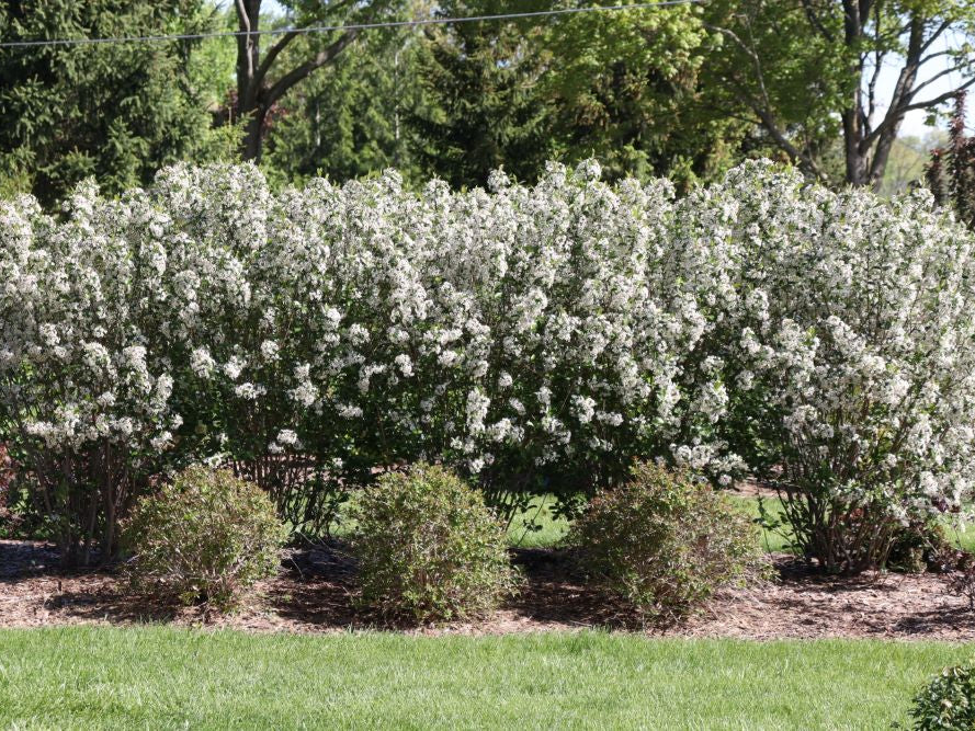 Low Scape Snowfire® Chokeberry (Aronia melanocarpa ‘Snowfire’) - QT