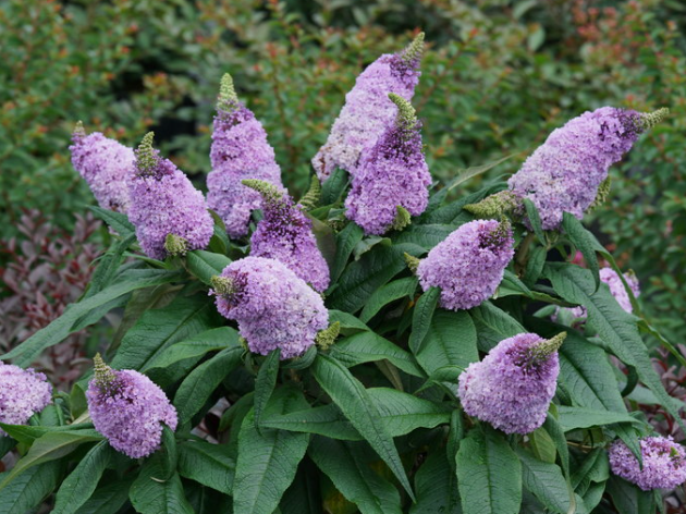 Pugster® Amethyst Butterfly Bush (Buddleia 'Pugster Amethyst') - QT