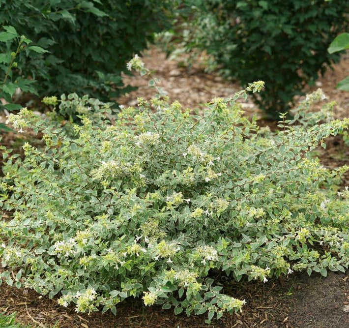 Mucho Gusto® Abelia (Abelia x grandiflora ‘Mucho Gusto’) - QT