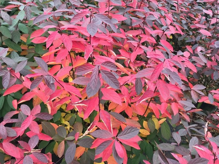 Proven Winners® Color Choice® Scentlandia Sweetspire (Itea virginica '‘Smnivdfc’') - QT