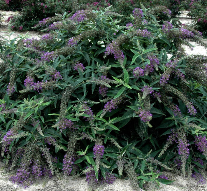 Proven Winners® Color Choice® Lo & Behold® Purple Haze Butterfly Bush (Buddleia x 'Purple Haze') - QT