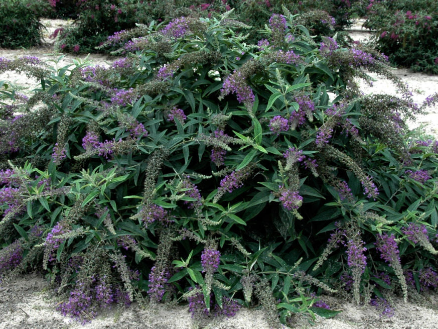 Proven Winners® Color Choice® Lo & Behold® Purple Haze Butterfly Bush (Buddleia x 'Purple Haze') - QT