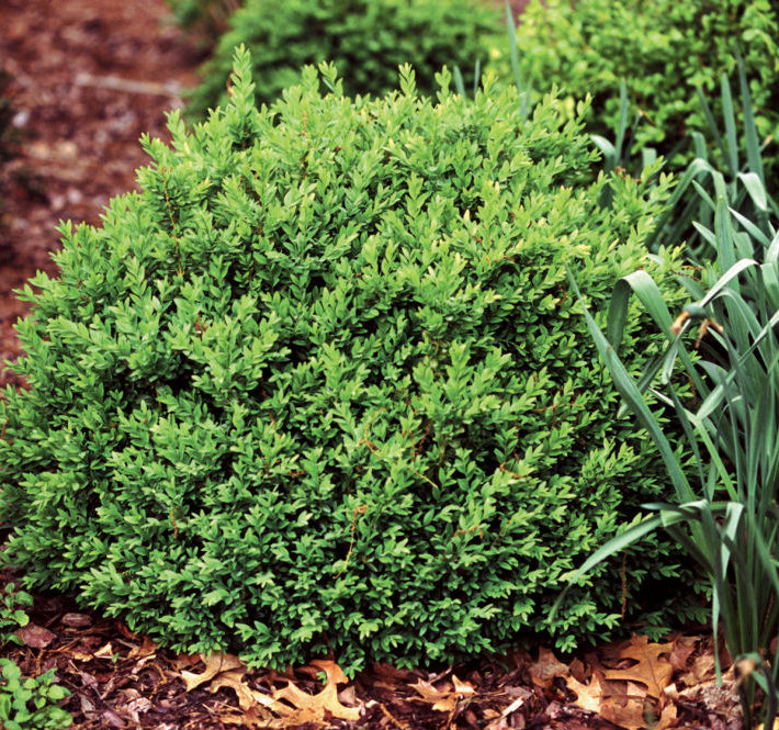 Proven Winners® Color Choice® North Star™ Boxwood (Buxus sempervirens 'Katerberg') - QT