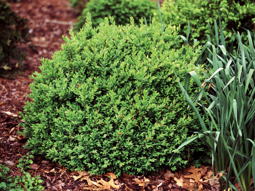 Proven Winners® Color Choice® North Star™ Boxwood (Buxus sempervirens 'Katerberg') - QT