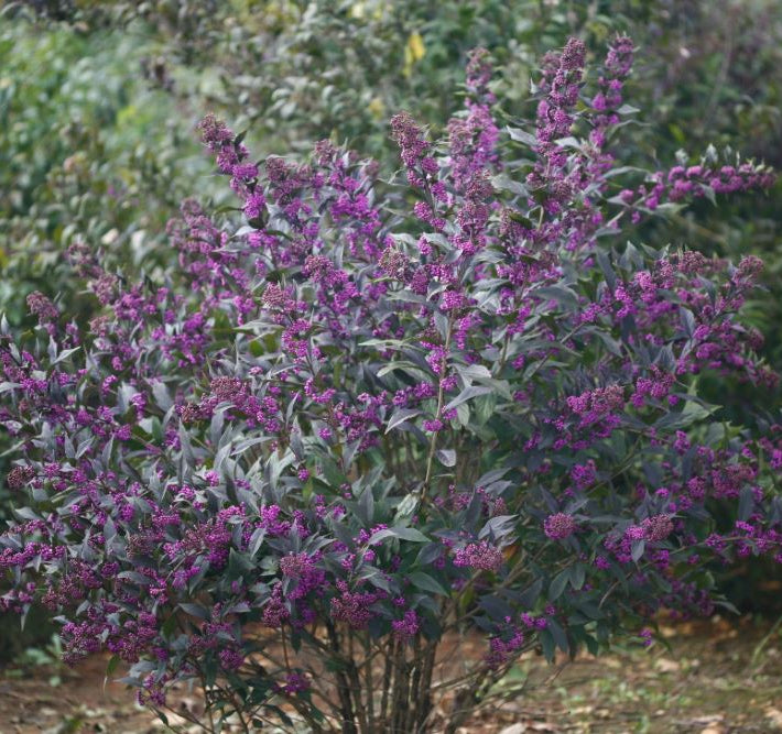Pearl Glam® Beautyberry (Callicarpa x Pearl Glam®) - QT