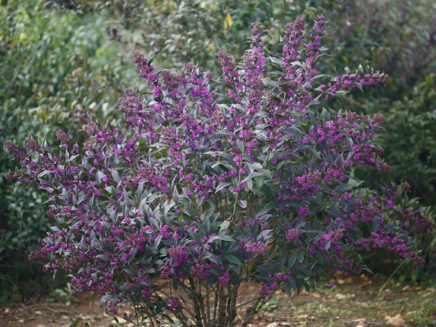 Pearl Glam® Beautyberry (Callicarpa x Pearl Glam®) - QT