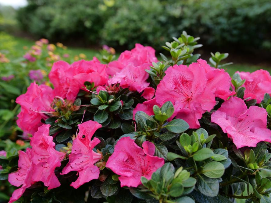 Perfecto Mundo Epic Pink® Azalea (AZALEA PERFECTO MUNDO EPIC PINK) - QT