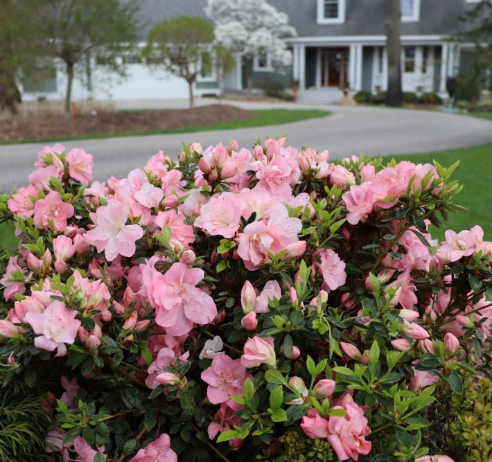 Perfecto Mundo Pink Carpet® Azalea (Rhododendron x 'Pink Carpet’ (NCRX11)) - QT