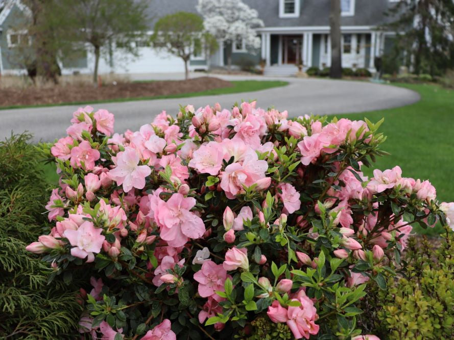 Perfecto Mundo Pink Carpet® Azalea (Rhododendron x 'Pink Carpet’ (NCRX11)) - QT