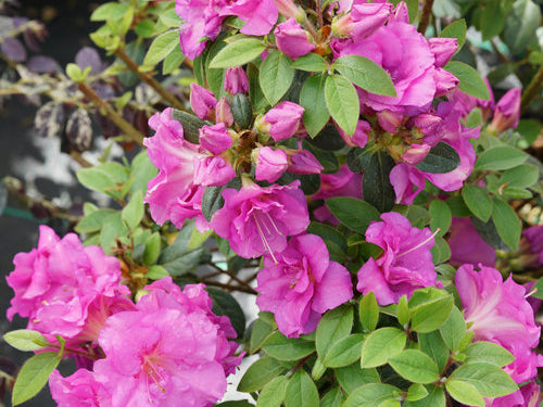 Perfecto Mundo® Double Purple Reblooming Azalea (Azalea 'Perfecto Mundo Dbl Purple') - QT
