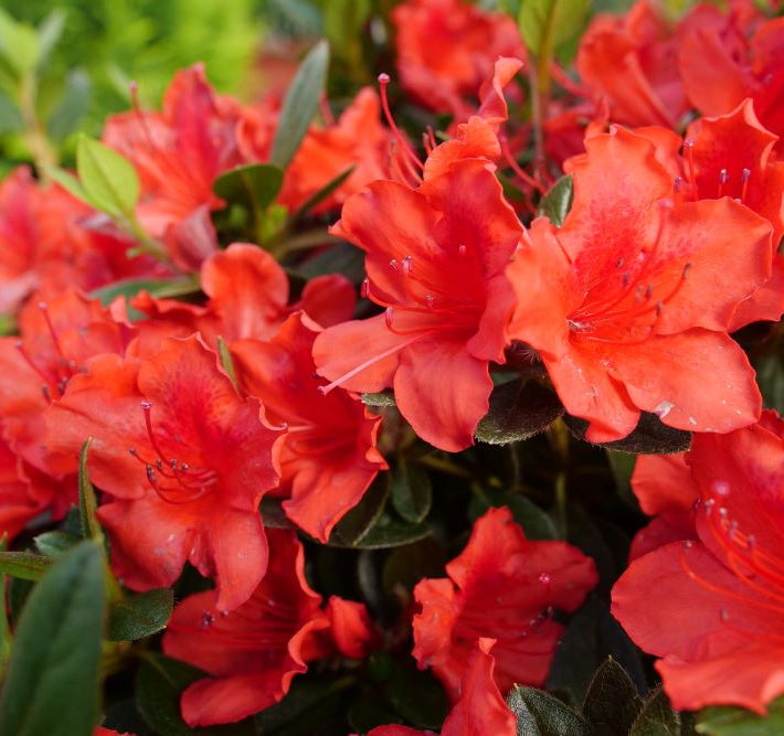 Perfecto Mundo® Orange Azalea (Rhododendron x ‘Orange’ (NCRX6)) - QT