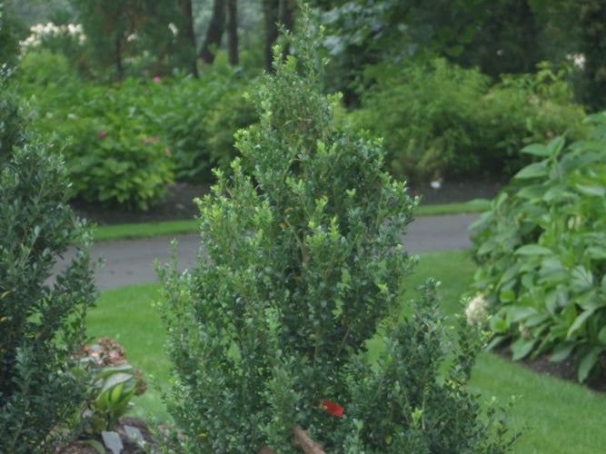 Sky Box™ Japanese Holly (Ilex crenata 'Sky Box') - QT
