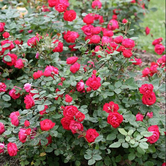 Oso Easy Double Red® Rose (Rosa 'Oso Easy Double Red') - QT