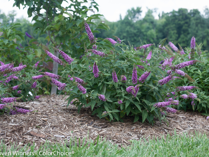 Proven Winners® Color Choice® Lo & Behold® Pink Micro Chip Butterfly Bush (Buddleia '‘Pink Micro Chip’') - QT