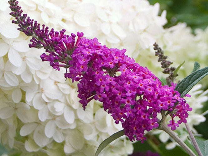 Proven Winners® Color Choice® Miss Ruby Butterfly Bush (Buddleia x 'Miss Ruby') - QT
