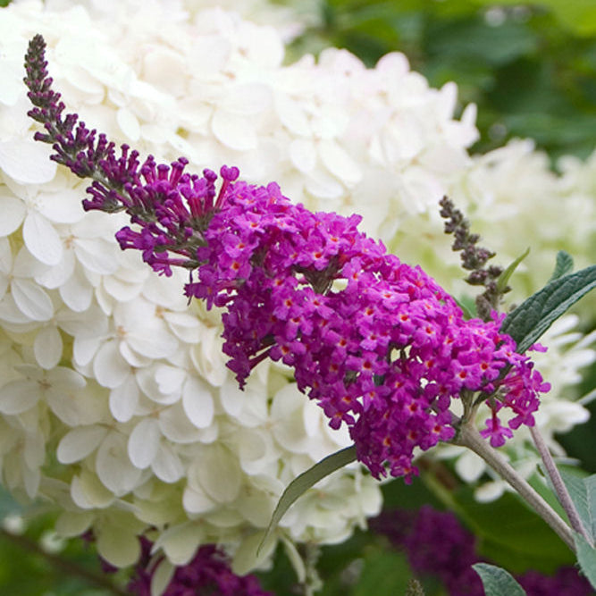 Proven Winners® Color Choice® Miss Ruby Butterfly Bush (Buddleia x 'Miss Ruby') - QT