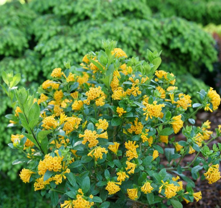 Juiced® Orange Jessamine (Cestrum corymbosum Juiced® Orange) - QT