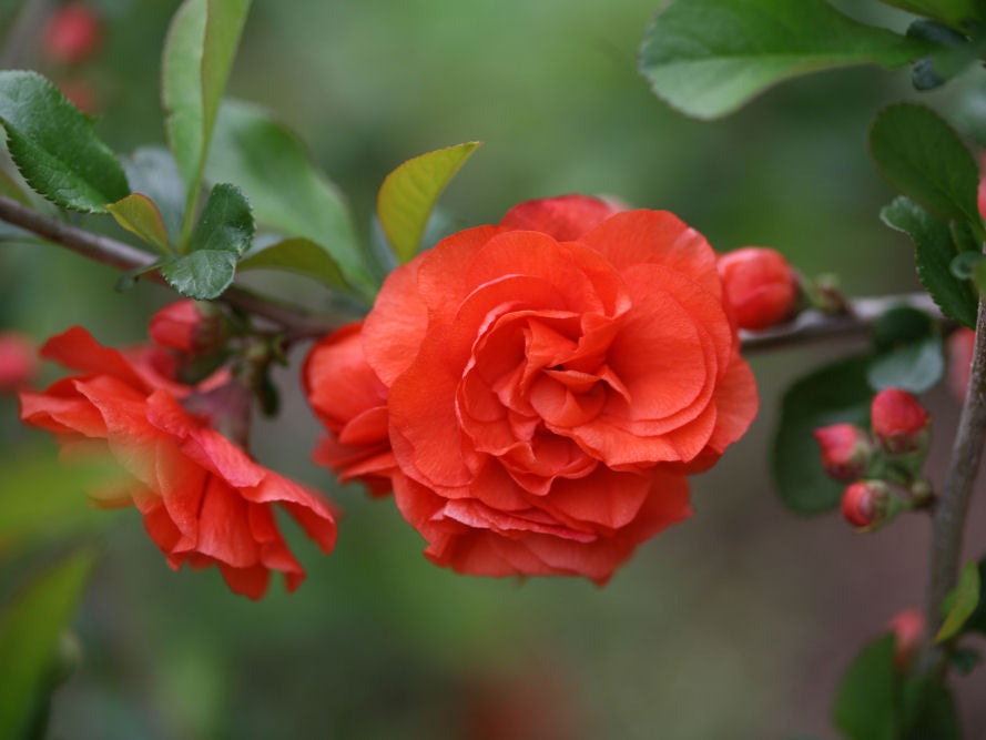 Proven Winners® Color Choice® Double Take Orange™ Quince (Chaenomeles speciosa 'Orange Storm') - QT