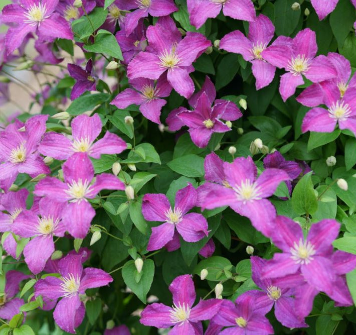 Jolly Good™ Clematis (Clematis Jolly Good™) - QT