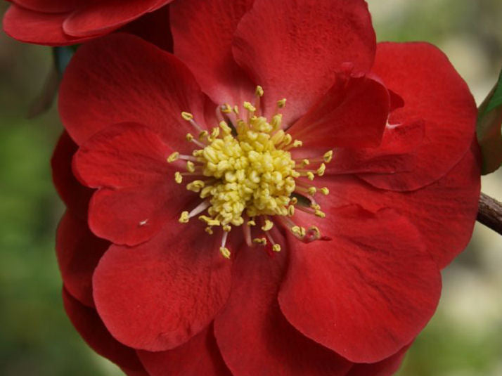 Proven Winners® Color Choice® Double Take Scarlet™ Quince (Chaenomeles speciosa '‘Scarlet Storm’') - QT