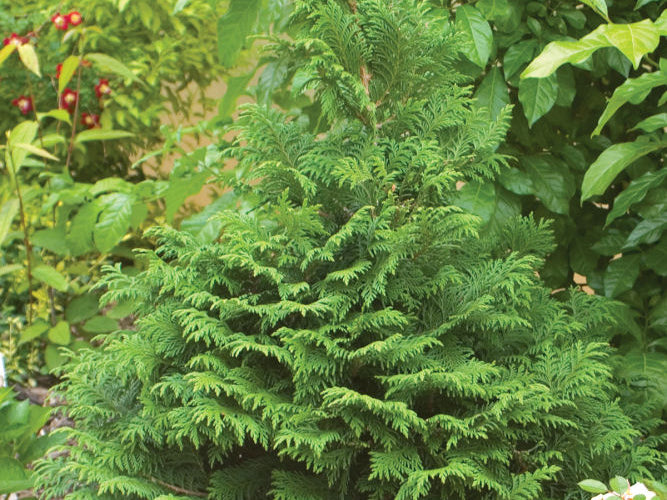 Proven Winners® Color Choice® Soft Serve® False Cypress (Chamaecyparis pisifera ‘Dow Whiting’) - QT