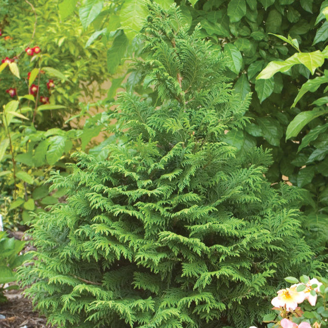 Proven Winners® Color Choice® Soft Serve® False Cypress (Chamaecyparis pisifera ‘Dow Whiting’) - QT