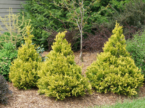 Proven Winners® Color Choice® Soft Serve® Gold False Cypress (Chamaecyparis pisifera 'FARROWCGMS') - QT